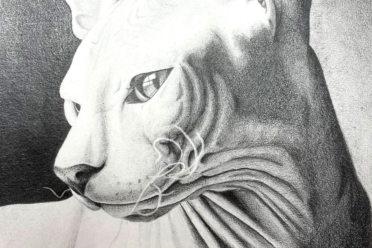 Estudis - Il·lustració